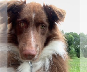 Border-Aussie Dogs for adoption in Highland, IL, USA