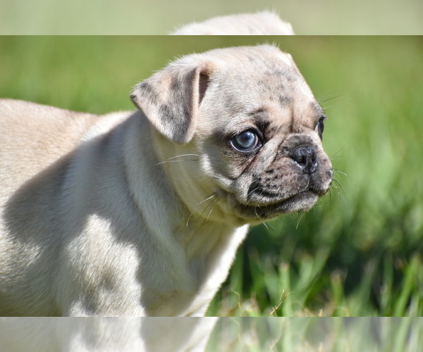 Medium Photo #1 Pug Puppy For Sale in PALM COAST, FL, USA