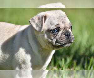 Pug Puppy for sale in PALM COAST, FL, USA