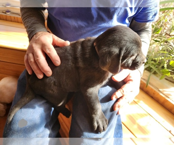 Medium Photo #1 Labrador Retriever Puppy For Sale in LAFAYETTE, TN, USA