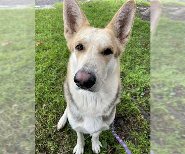 Medium Photo #2 German Shepherd Dog Puppy For Sale in Lodi, CA, USA