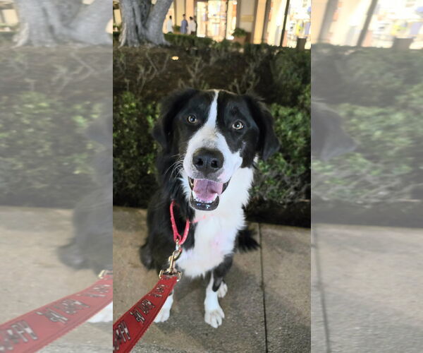 Medium Photo #8 Border-Aussie Puppy For Sale in Newport Beach, CA, USA