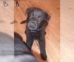 Puppy Blue German Shepherd Dog