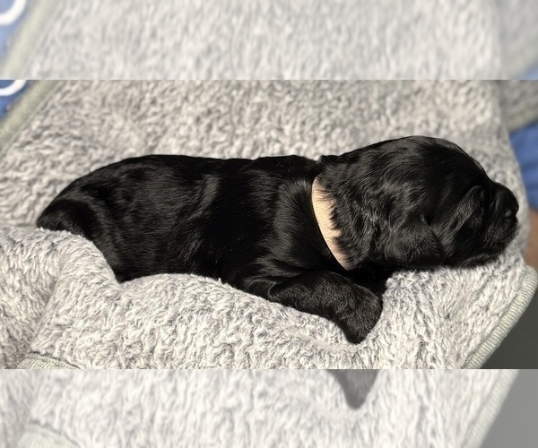 Medium Photo #30 Goldendoodle Puppy For Sale in HOWARD CITY, MI, USA