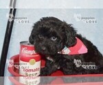 Small Photo #15 YorkiePoo Puppy For Sale in SANGER, TX, USA
