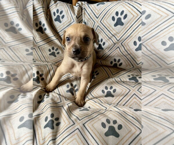 Medium Photo #2 Labrador Retriever-Unknown Mix Puppy For Sale in Duluth, MN, USA