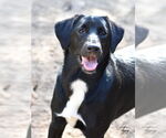 Small #1 Mutt