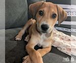 Small #3 Mutt