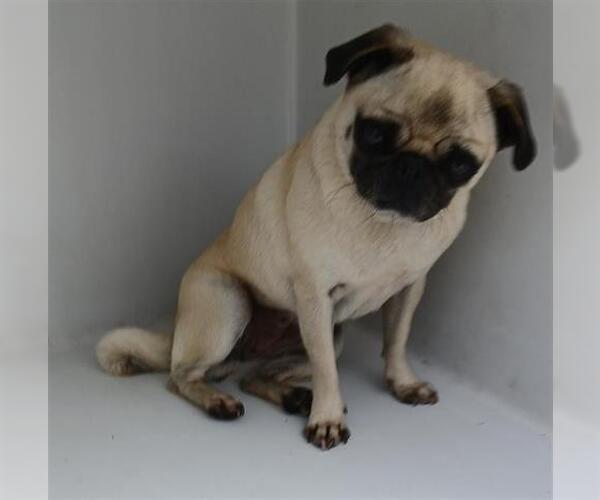 Medium Photo #1 Pug Puppy For Sale in Houston, TX, USA