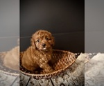 Small #3 Cavapoo