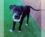 Small #4 Labrador Retriever Mix