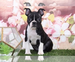 Medium Boston Terrier