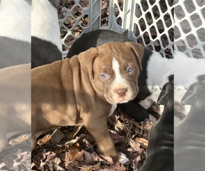 American Bully Puppy for sale in IRMO, SC, USA