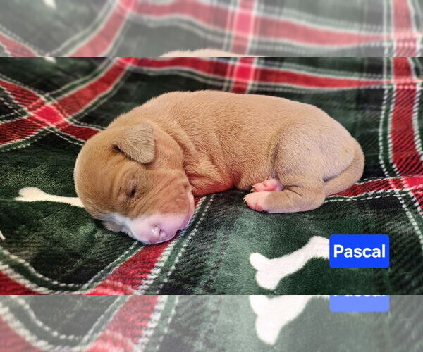 Medium Photo #3 American Pit Bull Terrier-Unknown Mix Puppy For Sale in Duluth, MN, USA