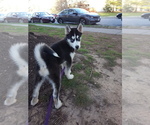 Small Photo #4 Siberian Husky Puppy For Sale in FAIRFAX, VA, USA