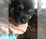 Small Photo #4 Shiba Inu Puppy For Sale in ELIZABETH CITY, NC, USA
