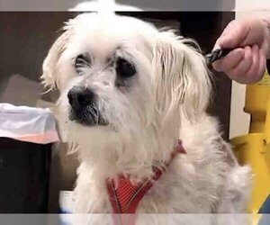 Maltese Dogs for adoption in Alameda, CA, USA