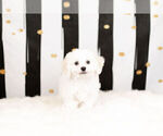Small Photo #2 Bichon Frise Puppy For Sale in WARSAW, IN, USA