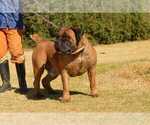 Small Photo #52 Boerboel Puppy For Sale in LAS CRUCES, NM, USA