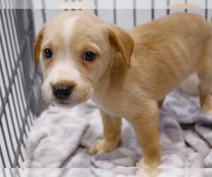 American Staffordshire Terrier-Labrador Retriever Mix Dogs for adoption in Tallahassee, FL, USA
