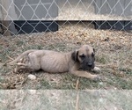 Small Photo #11 Great Dane Puppy For Sale in CLANTON, AL, USA