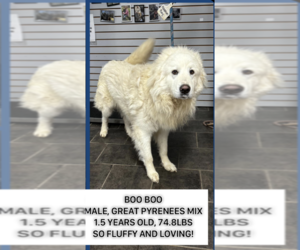 Golden Pyrenees Dogs for adoption in Osgood, IN, USA