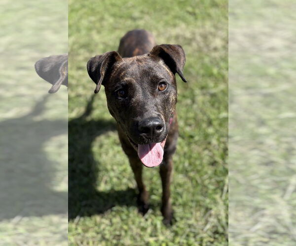 Medium Photo #1 Labrador Retriever-Unknown Mix Puppy For Sale in Virginia Beach, VA, USA