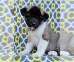 Small Photo #1 Akita Puppy For Sale in LANCASTER, PA, USA