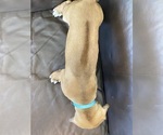 Small Photo #8 Rhodesian Ridgeback Puppy For Sale in KELLER, TX, USA