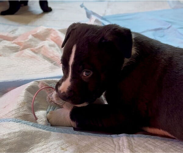 Medium Photo #6 Shepradors Puppy For Sale in Princeton, MN, USA