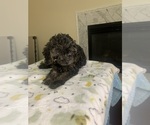 Puppy 2 Beaglier-Poodle (Miniature) Mix