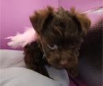 Small Photo #4 YorkiePoo Puppy For Sale in BLUE MOUND, TX, USA