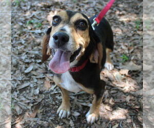 Beagle Dogs for adoption in Dunnellon, FL, USA