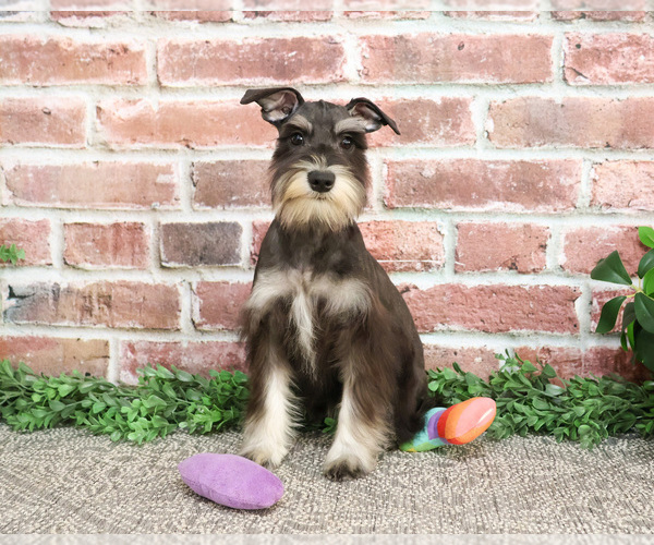 Medium Photo #2 Schnauzer (Miniature) Puppy For Sale in SYRACUSE, IN, USA