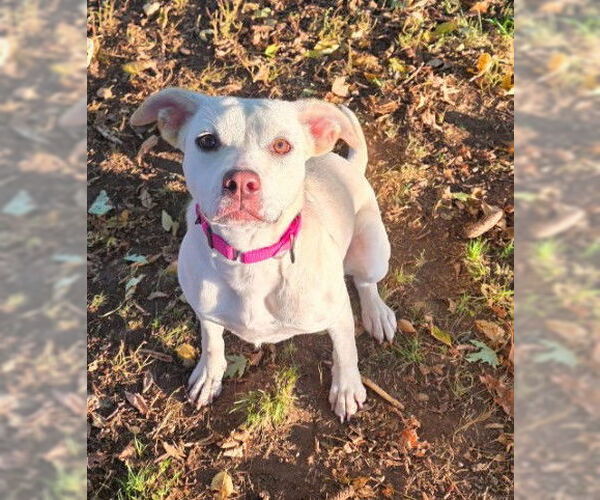 Medium Photo #8 Labrador Retriever-Unknown Mix Puppy For Sale in Sheboygan, WI, USA