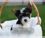 Puppy Justus Biewer Terrier