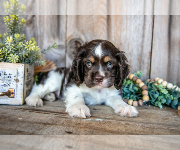 Medium Photo #3 Cocker Spaniel Puppy For Sale in BALTIC, OH, USA