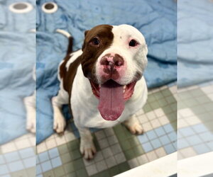Bullypit Dogs for adoption in Fort Collins, CO, USA