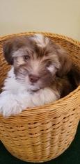 Havanese Puppy for sale in CLOVER, SC, USA