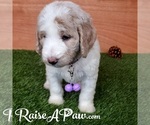 Small Photo #5 Goldendoodle-Poodle (Standard) Mix Puppy For Sale in OVERGAARD, AZ, USA