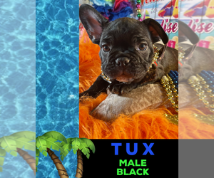 French Bulldog Puppy for sale in HEATHROW, FL, USA