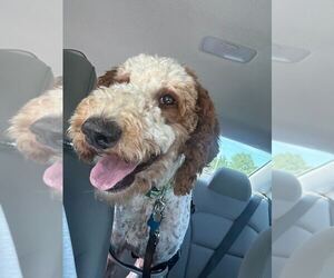 Golden Retriever Dogs for adoption in Bethesda, MD, USA