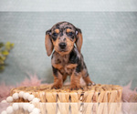 Small Photo #6 Dachshund Puppy For Sale in ROME CITY, IN, USA