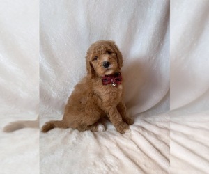 Goldendoodle Puppy for sale in CHESNEE, SC, USA