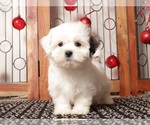 Small Photo #7 Zuchon Puppy For Sale in NAPLES, FL, USA