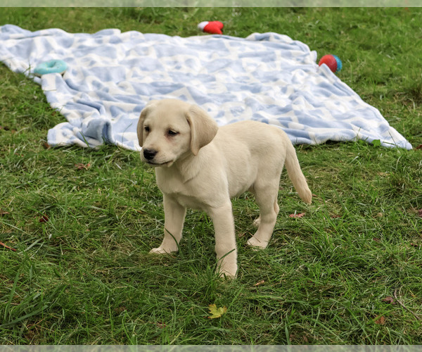 Medium Photo #6 Labrador Retriever Puppy For Sale in SYRACUSE, IN, USA