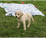 Randy - Male Labrador Retriever Puppy for Sale - Photo #6