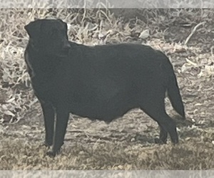 Mother of the Labrador Retriever puppies born on 01/29/2025
