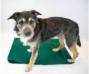Bearded Collie-Unknown Mix Dogs for adoption in Kennesaw, GA, USA