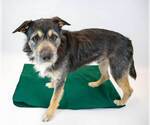 Small Bearded Collie Mix